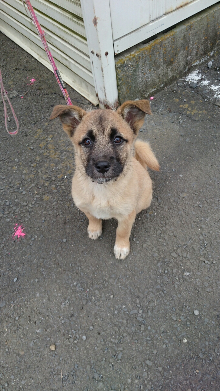 茨城県小美玉市花木センターの譲渡会 子犬を貰いました のんびり一家のマイホームとペットと子育てと